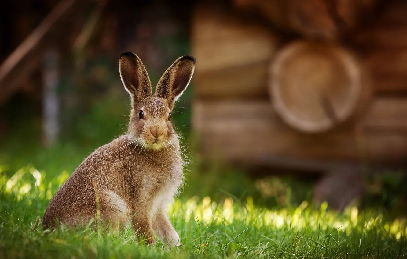 Photo wallpaper nature, background, hare