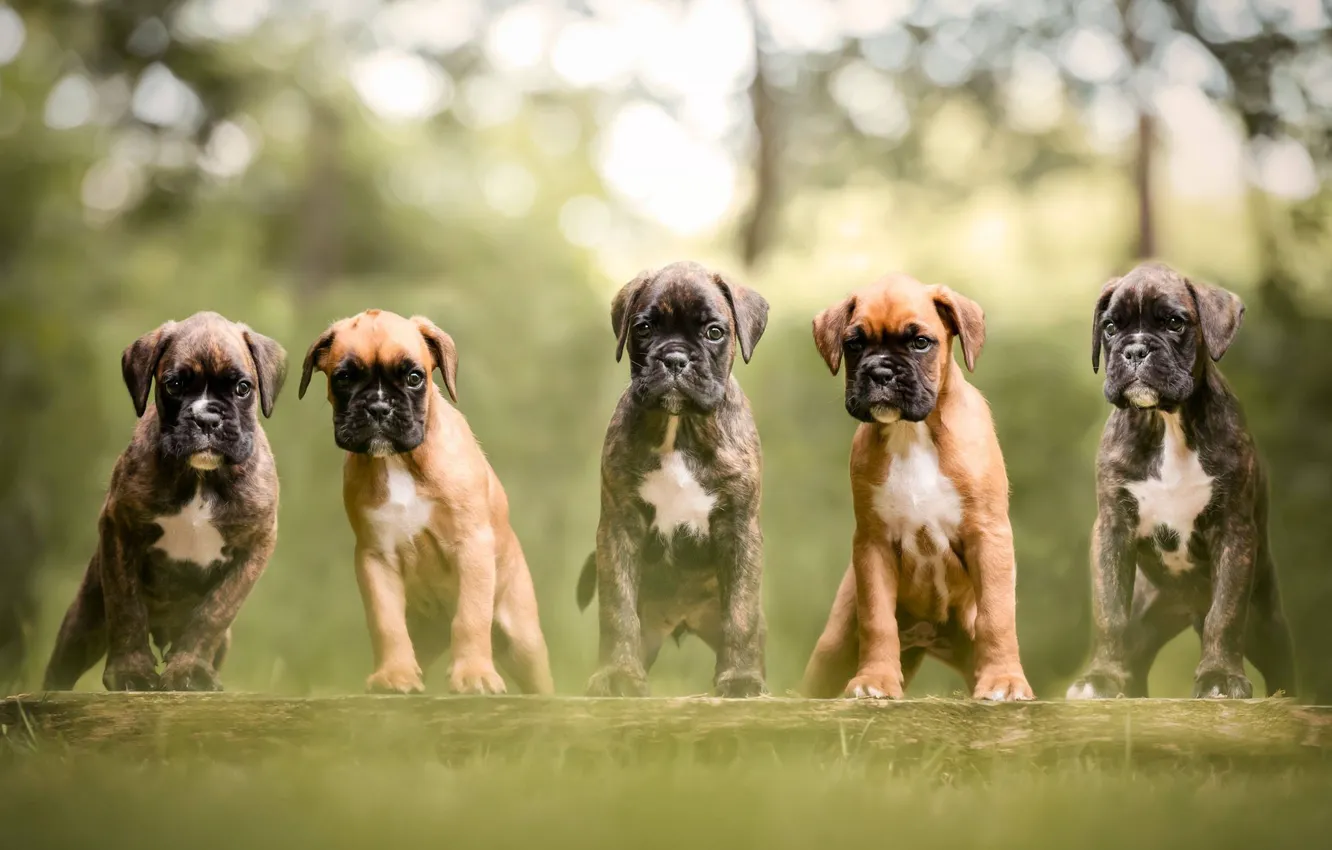 Photo wallpaper dogs, puppies, bokeh, Boxer, doggie