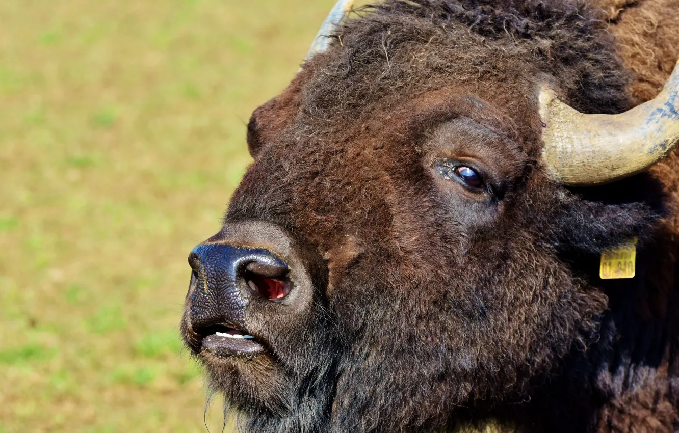 Photo wallpaper horns, Bison, Buffalo, American Bison, closeup of of yak