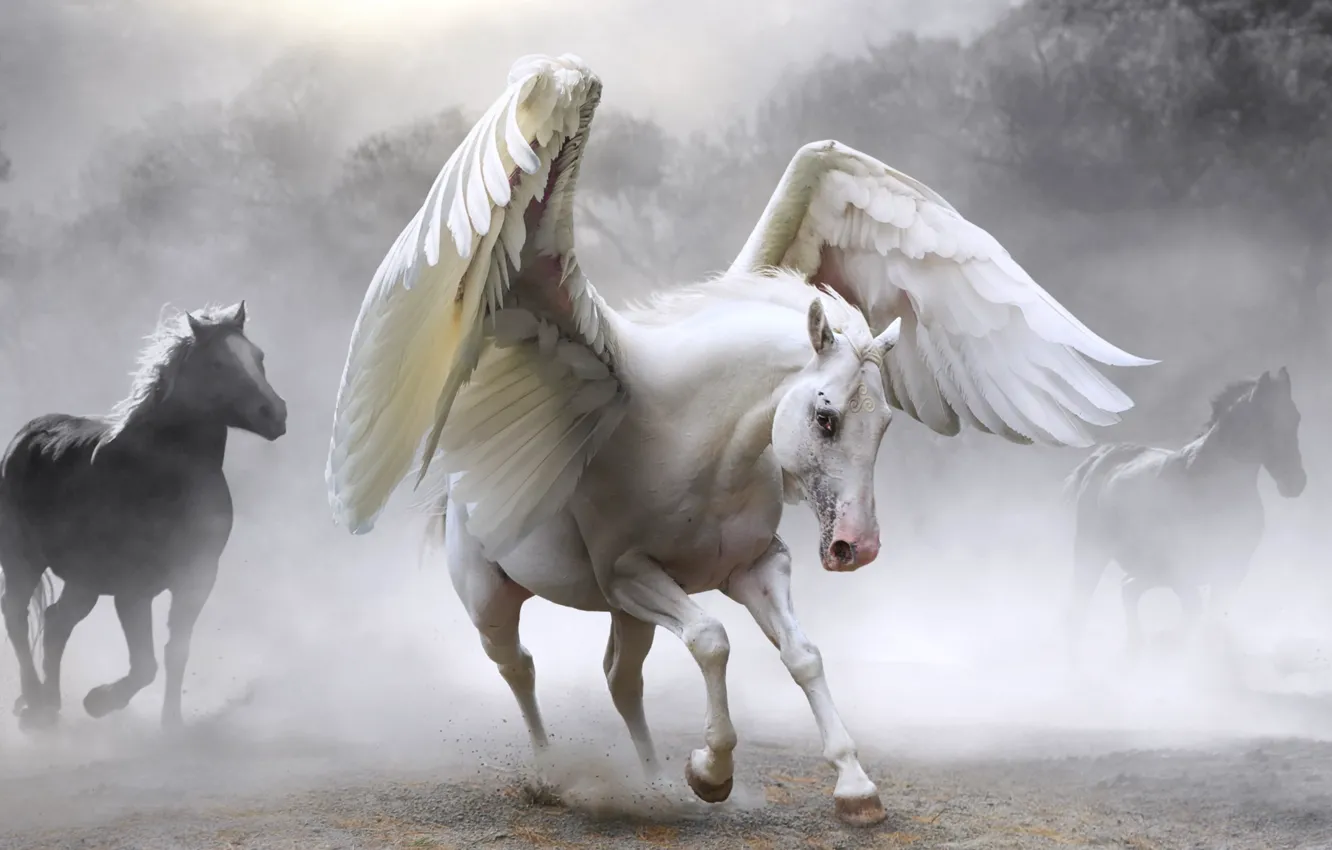 Photo wallpaper horse, Pegasus, photoart