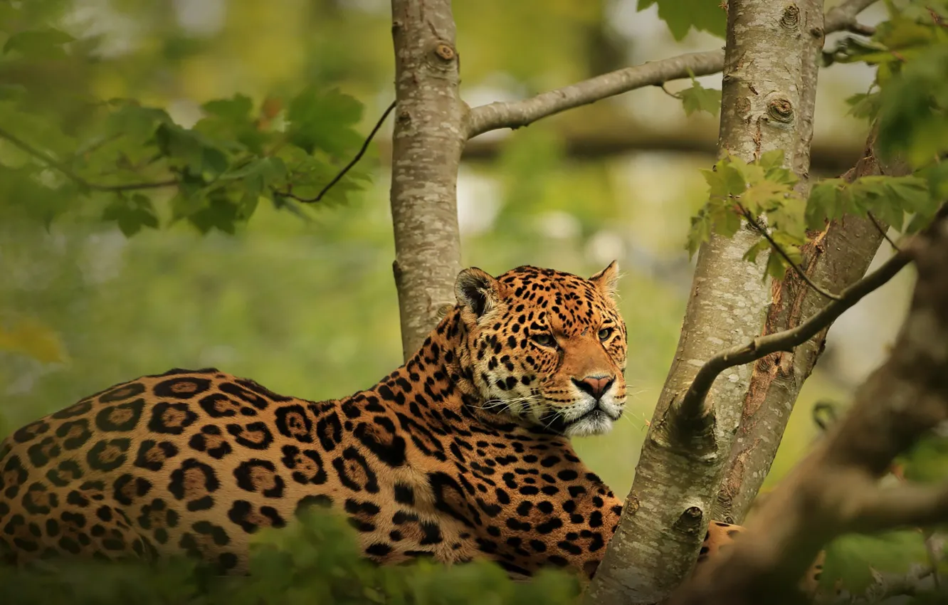 Photo wallpaper look, trees, nature, pose, stay, lies, Jaguar