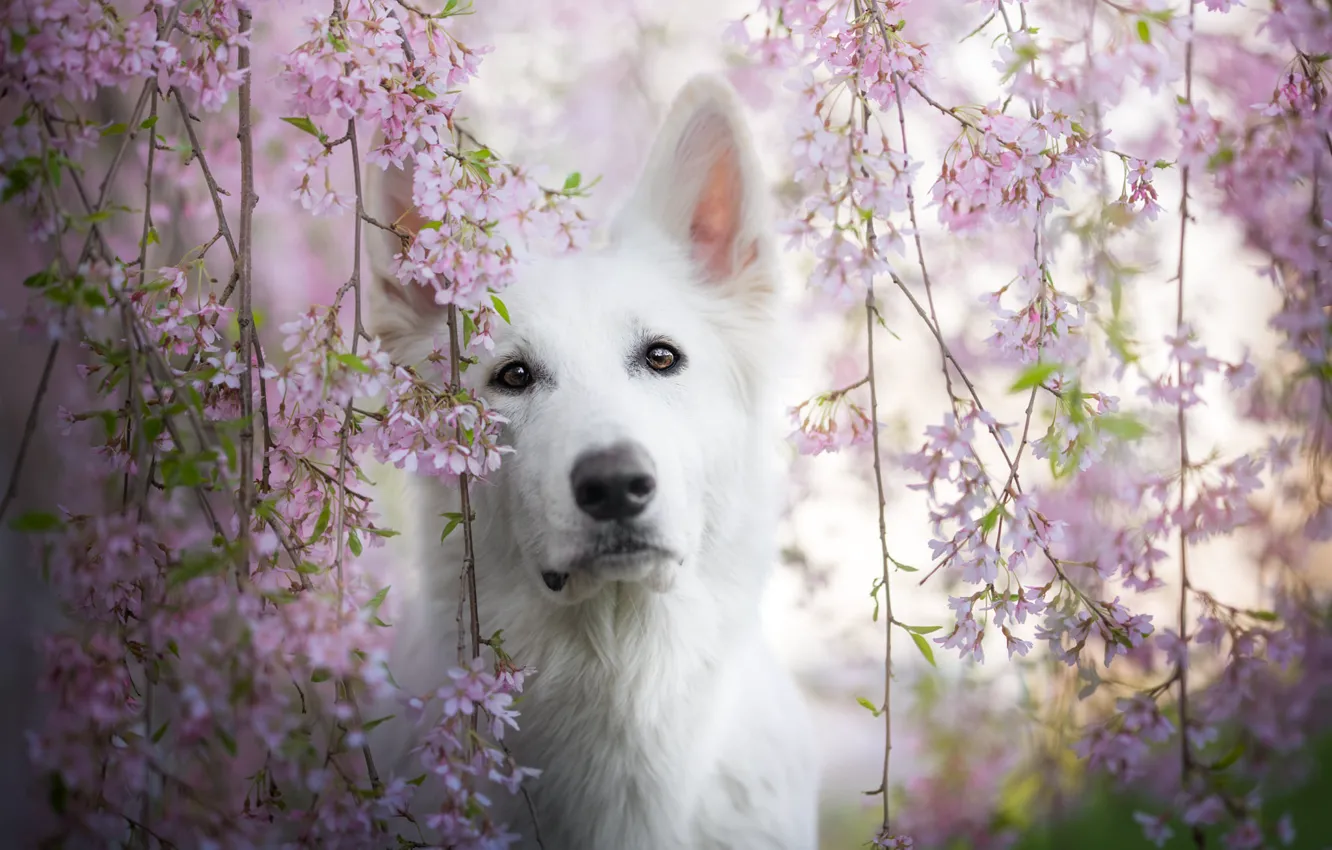 Photo wallpaper look, face, branches, cherry, dog, Sakura, flowering, flowers