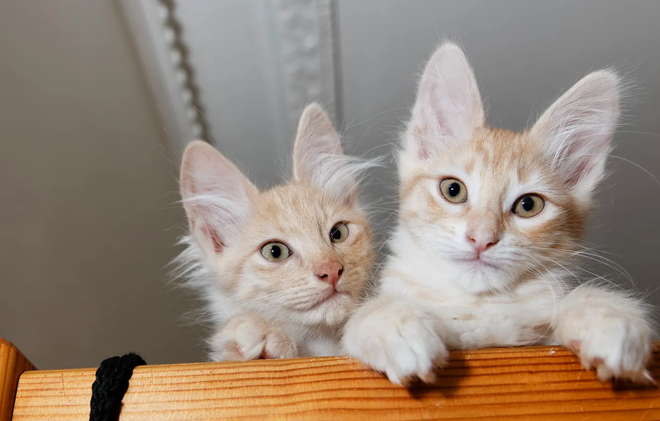 Photo wallpaper cat, pair, red, kitty, two kittens