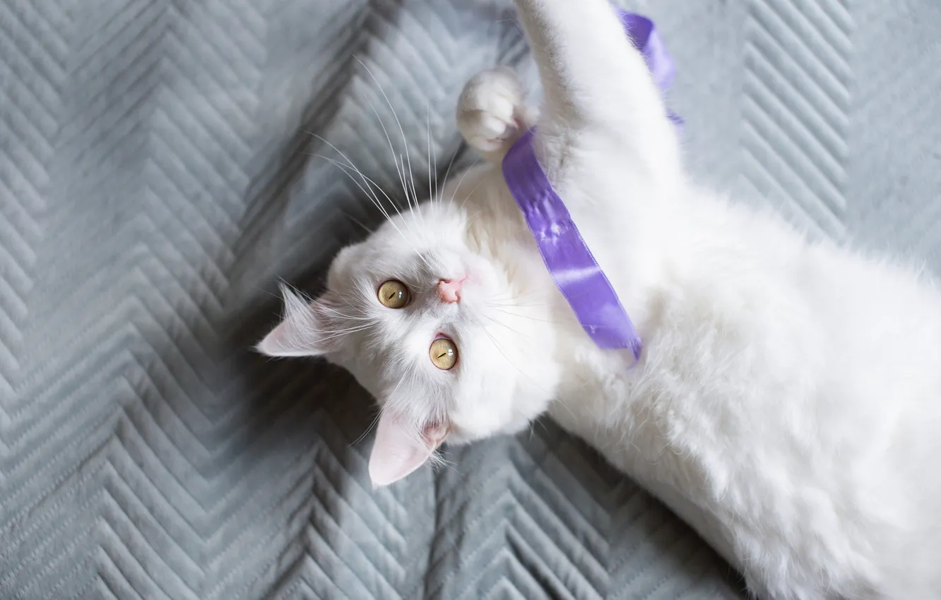 Photo wallpaper cat, cat, look, pose, blanket, tape, bed, lies