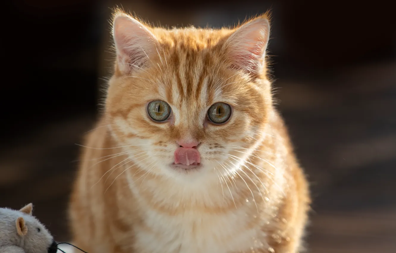 Photo wallpaper language, cat, cat, background, toy, portrait, mouse, red