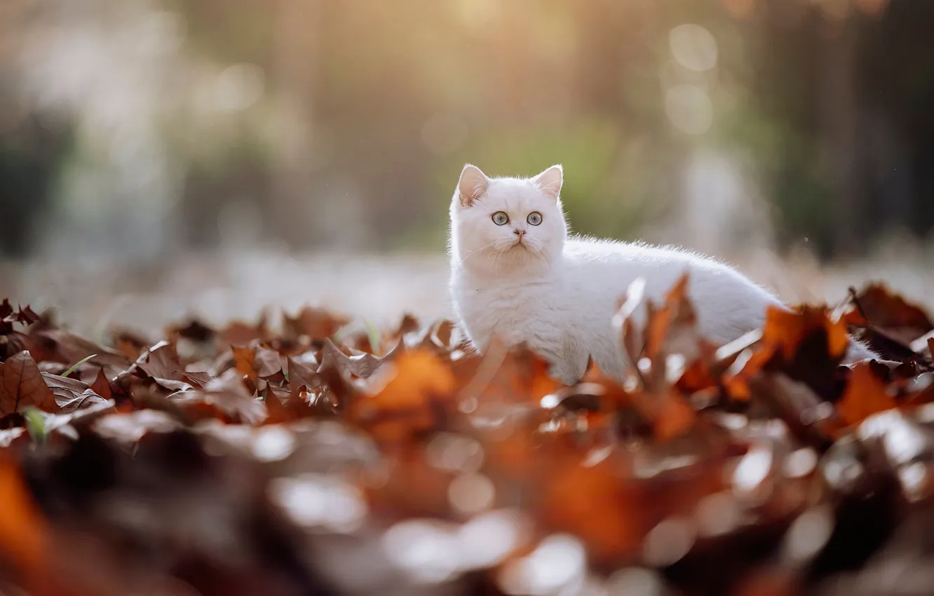 Photo wallpaper autumn, cat, white, cat, look, light, nature, pose