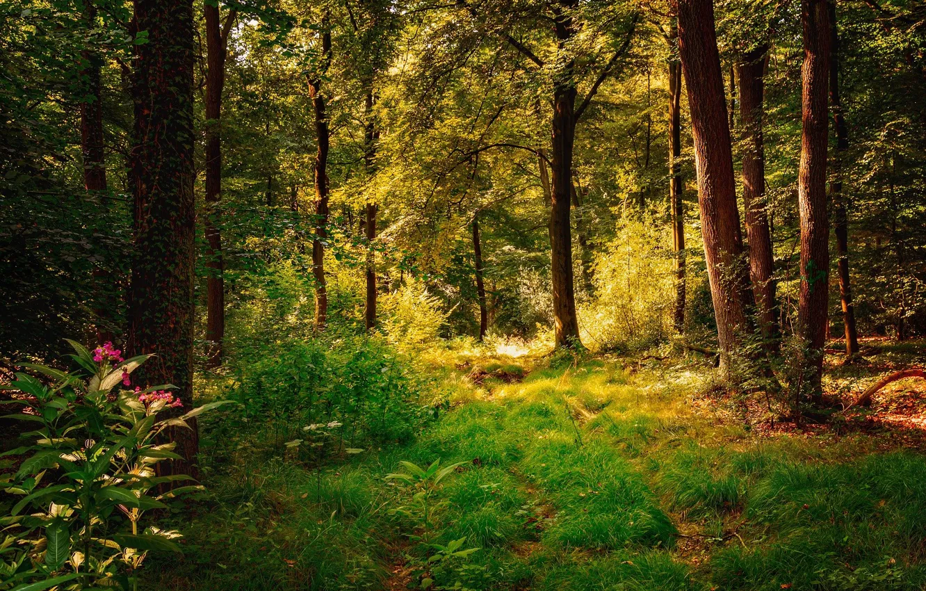 Photo wallpaper forest, summer, grass, trees