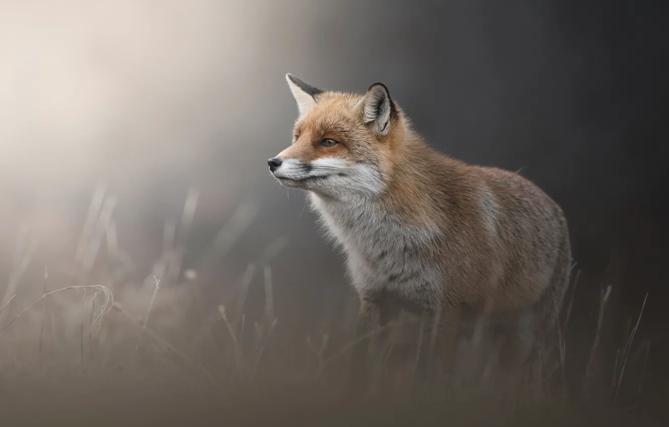 Photo wallpaper look, face, nature, pose, Fox, profile, grey background, dry grass