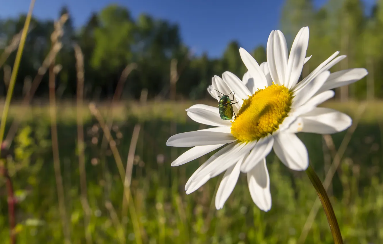 Photo wallpaper summer, macro, flowers, green, chamomile, beetle, shiny, brantovka