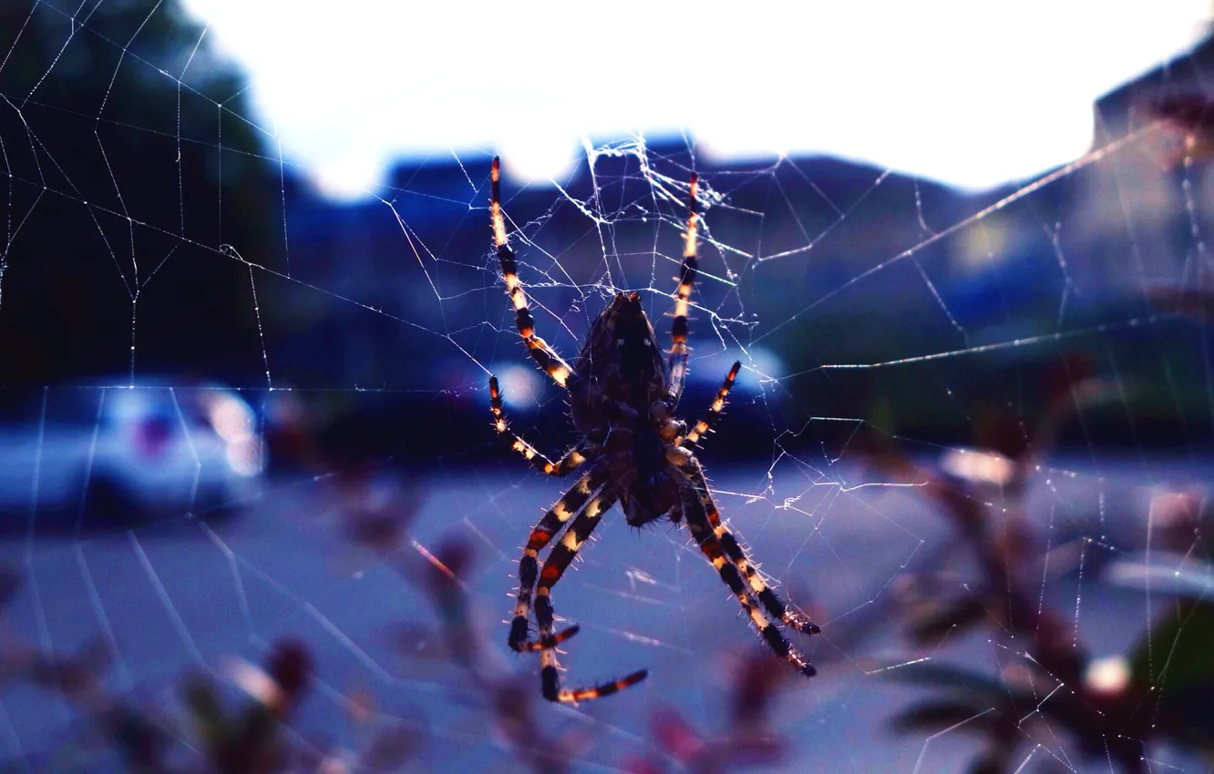 Photo wallpaper nature, the city, background, web, spider, insect