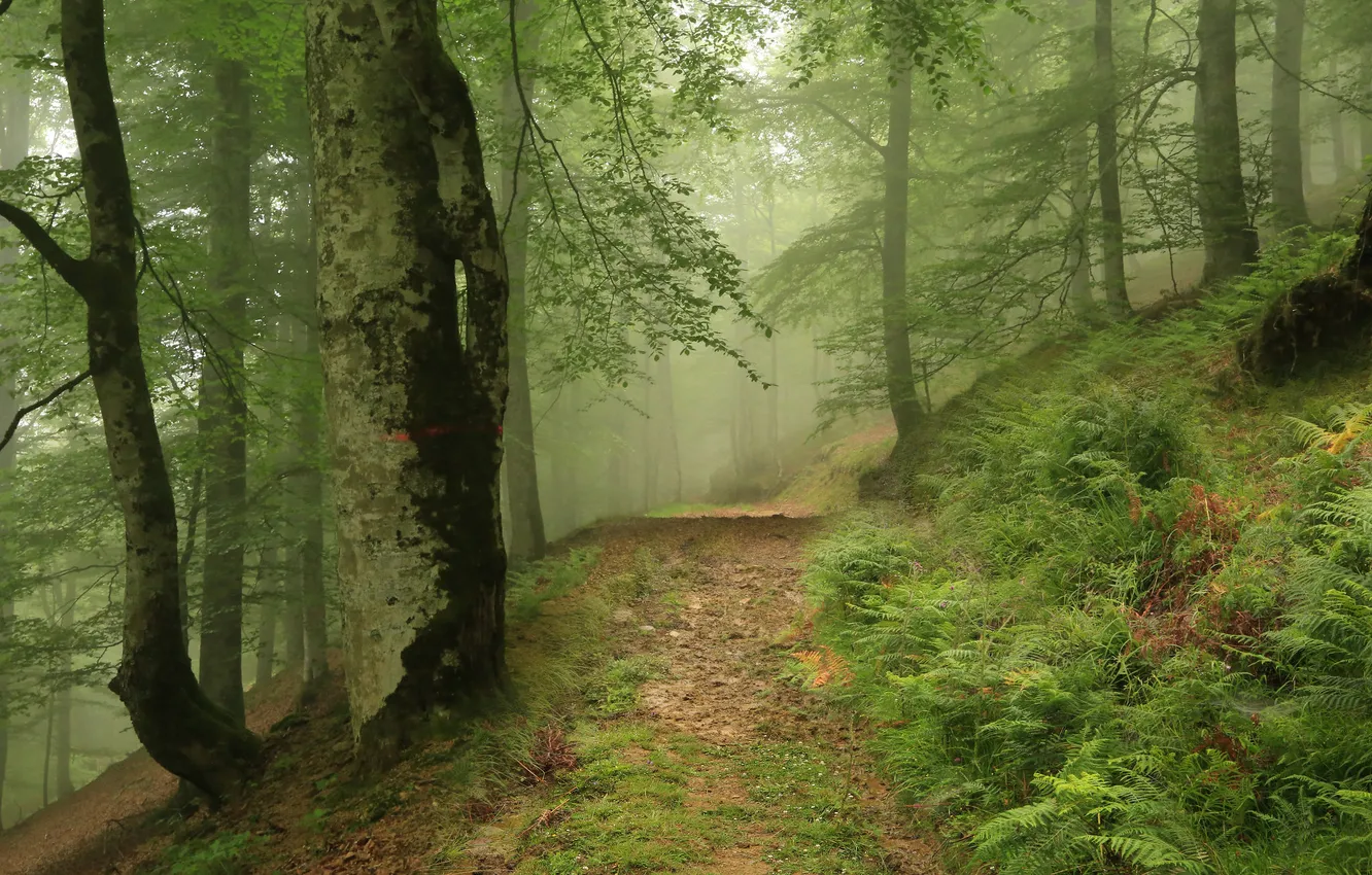 Photo wallpaper forest, trees, nature, fog, path