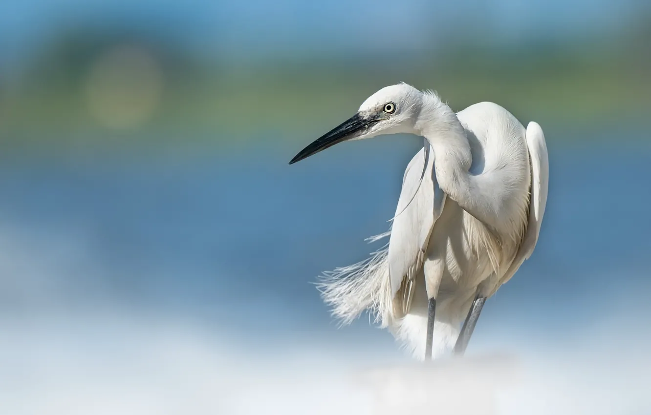 Photo wallpaper nature, background, bird, Heron