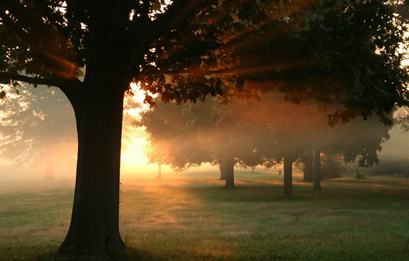 Photo wallpaper forest, the sun, sunset, nature, fog, photo, dawn