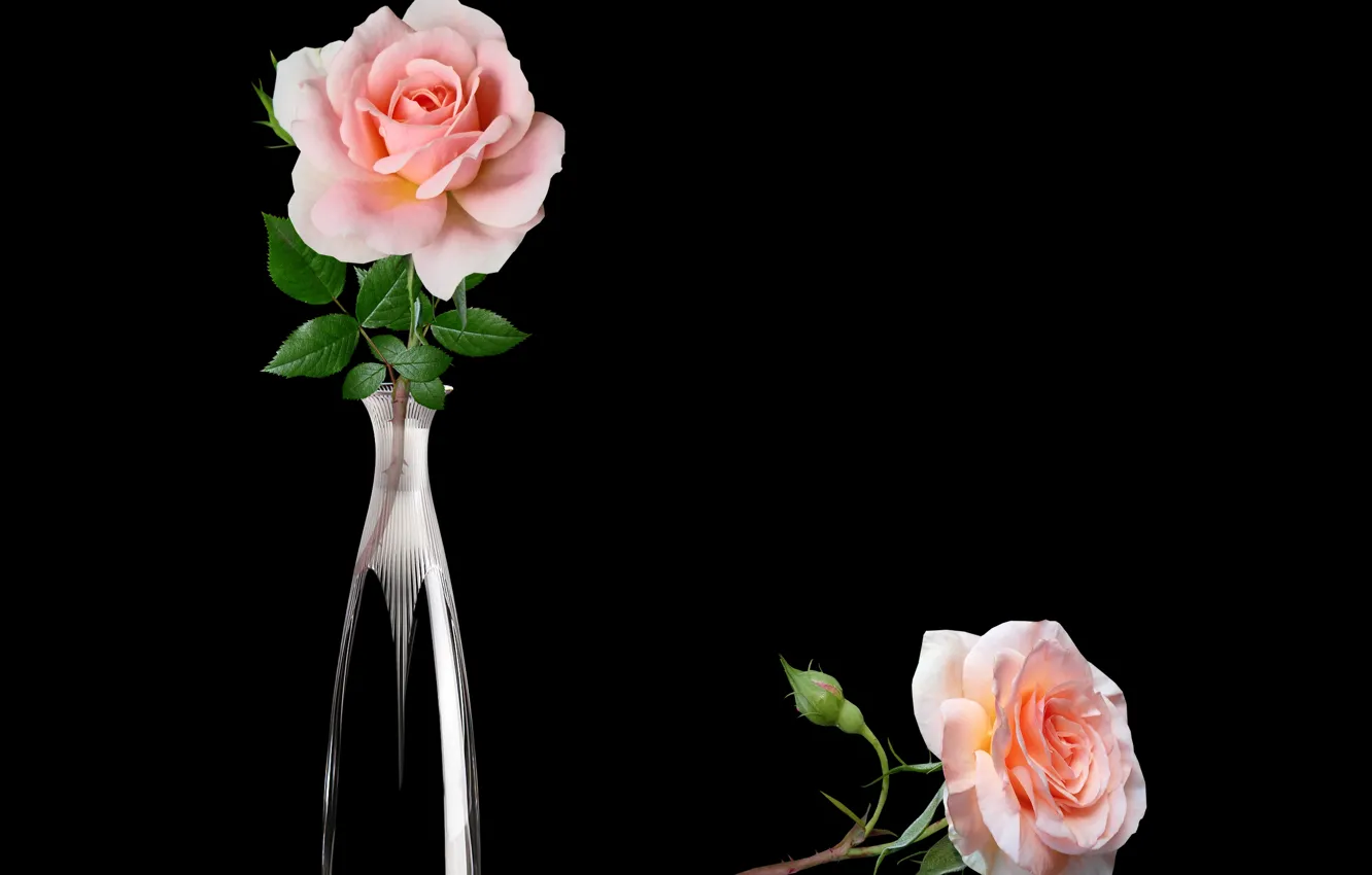 Photo wallpaper glass, vase, roses, petal, cristal