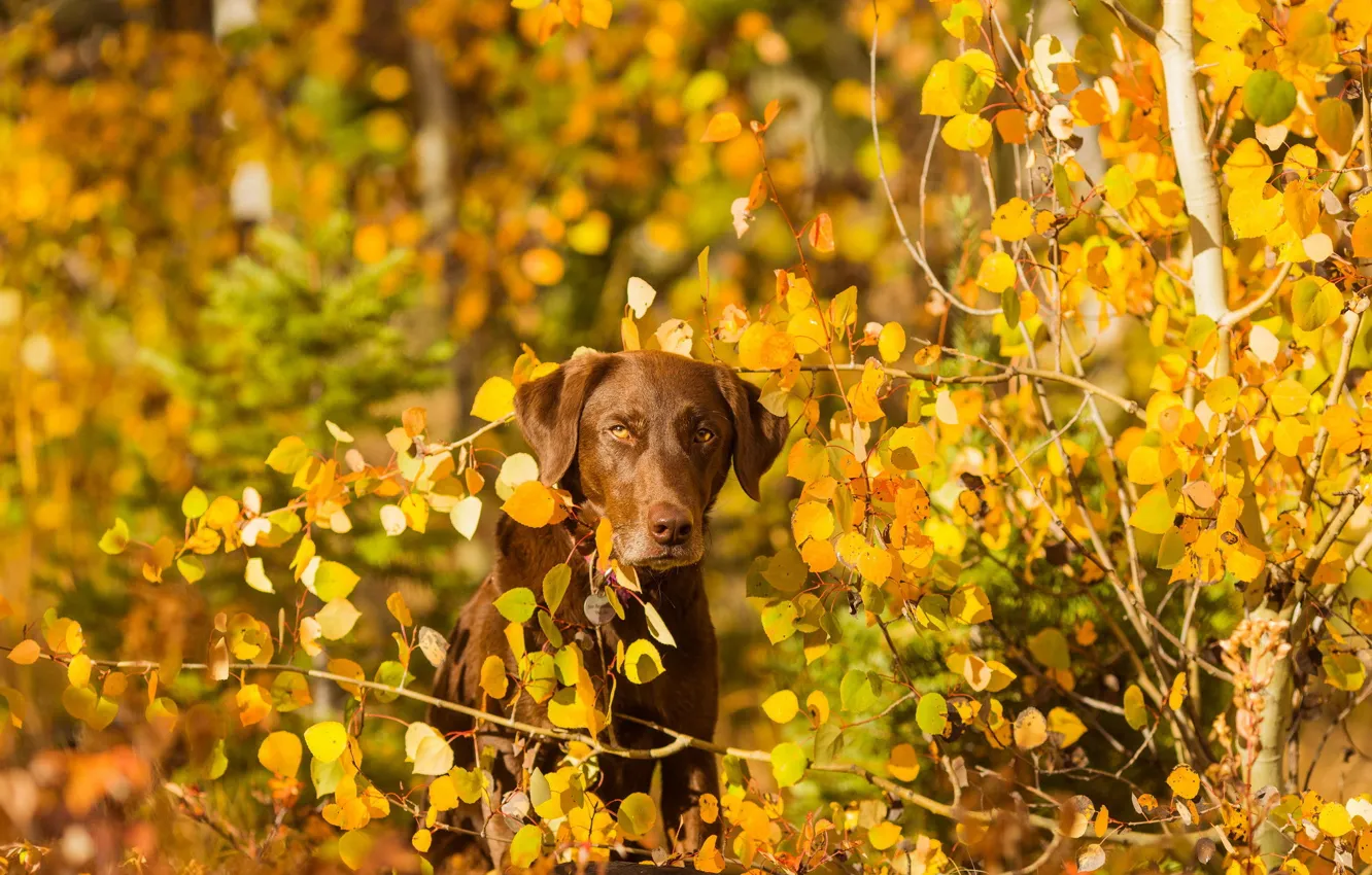 Photo wallpaper autumn, look, nature, each, dog