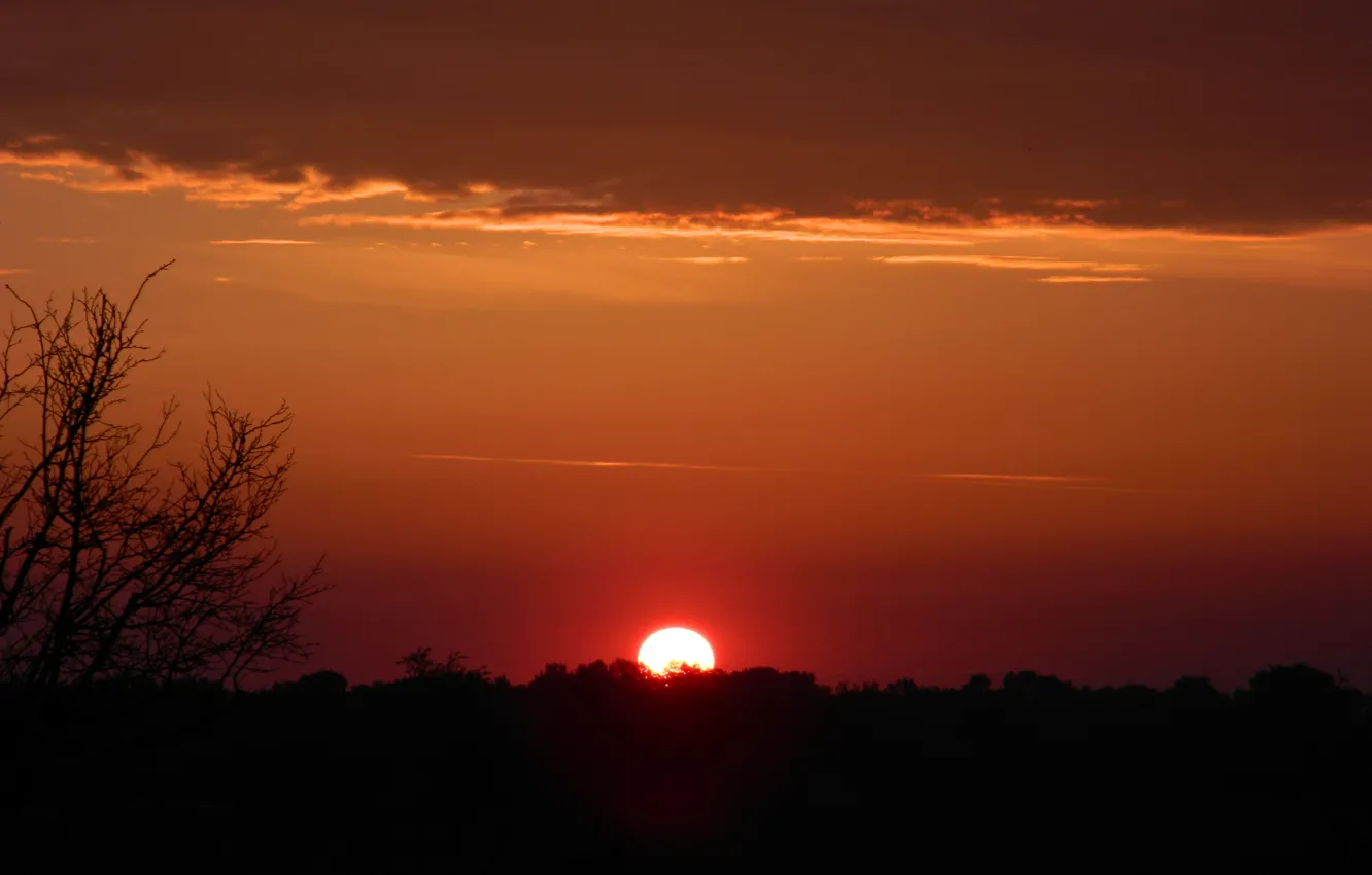 Photo wallpaper cloud, tree, sunrise