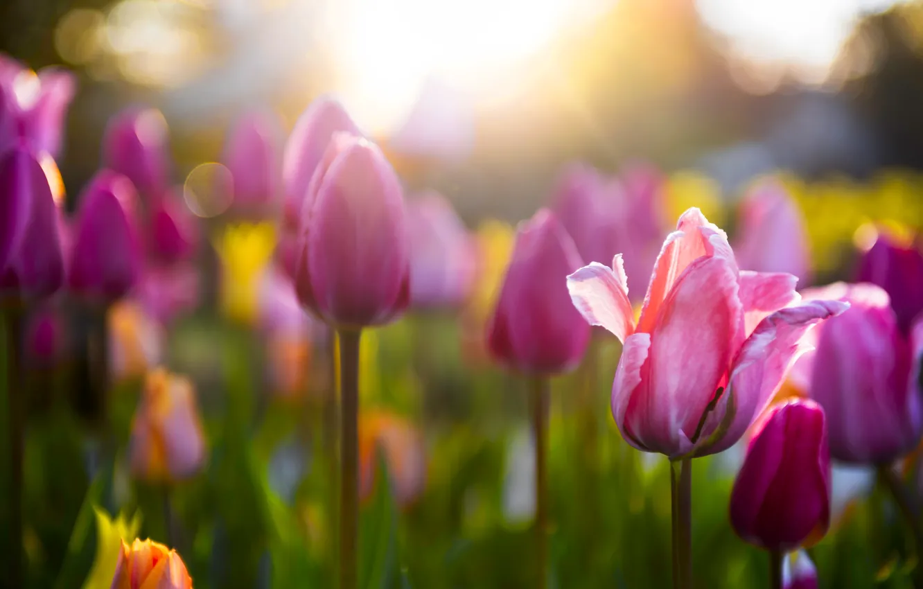 Photo wallpaper light, garden, tulips, pink, flowerbed, bokeh, blurred background