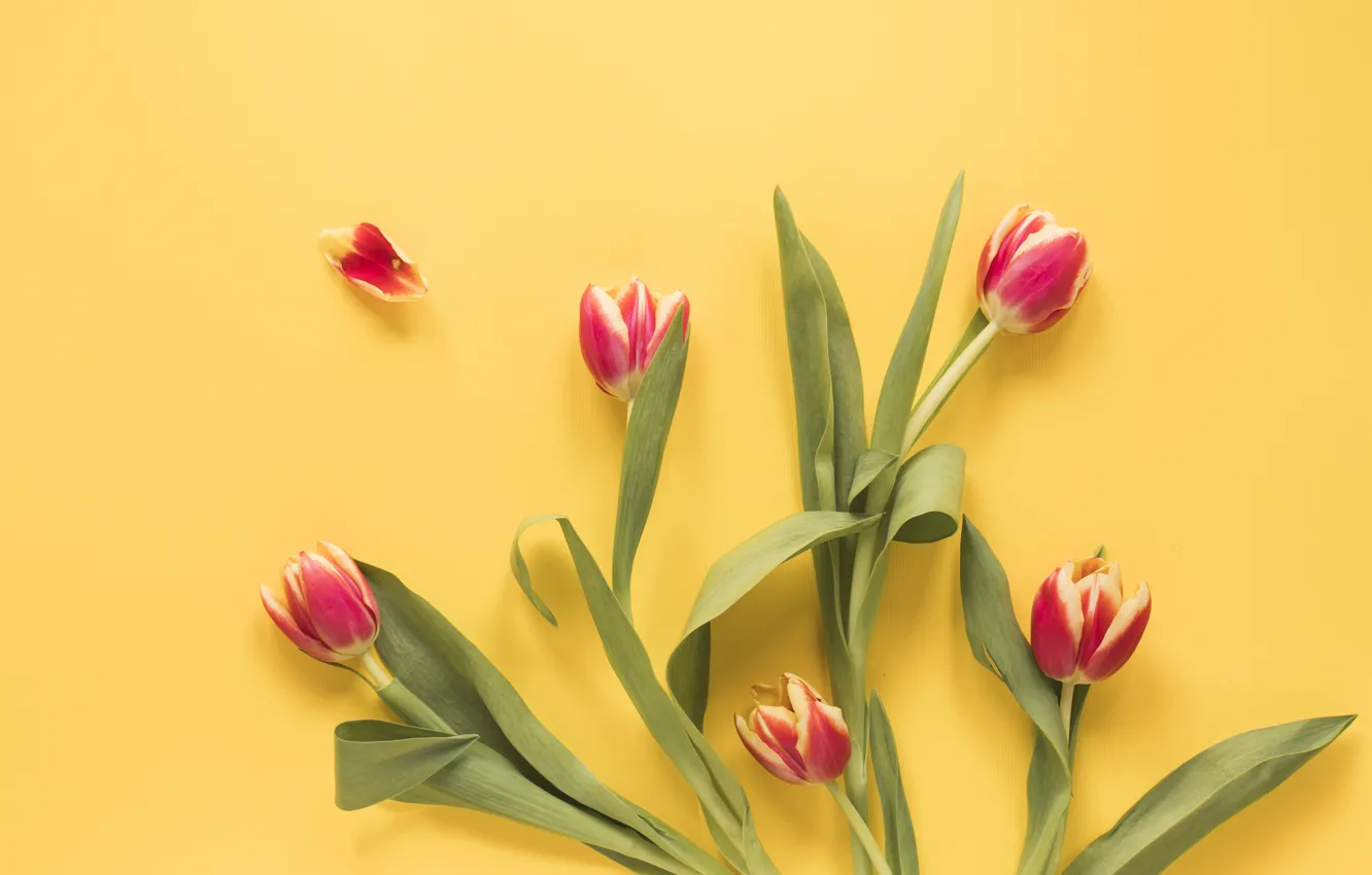 Photo wallpaper flowers, red, tulips, red, fresh, yellow background, flowers, tulips
