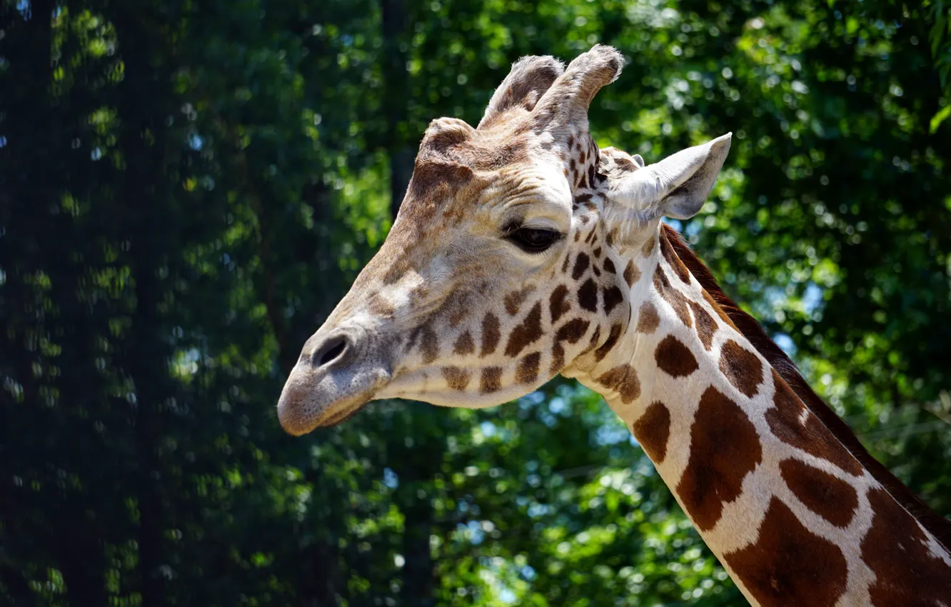 Photo wallpaper greens, face, trees, nature, the dark background, portrait, giraffe, bokeh