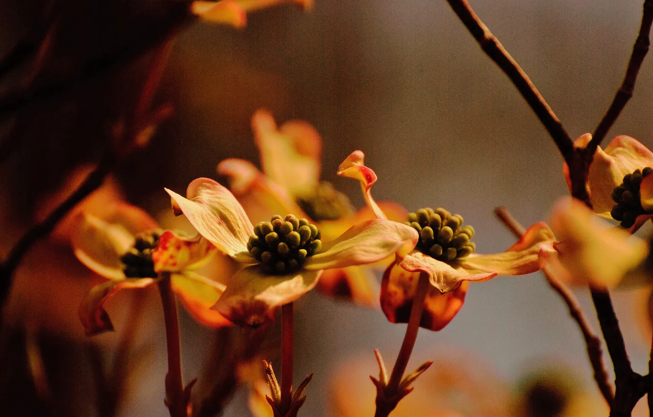 Photo wallpaper flowers, nature, macro, dogwoods in the waning light