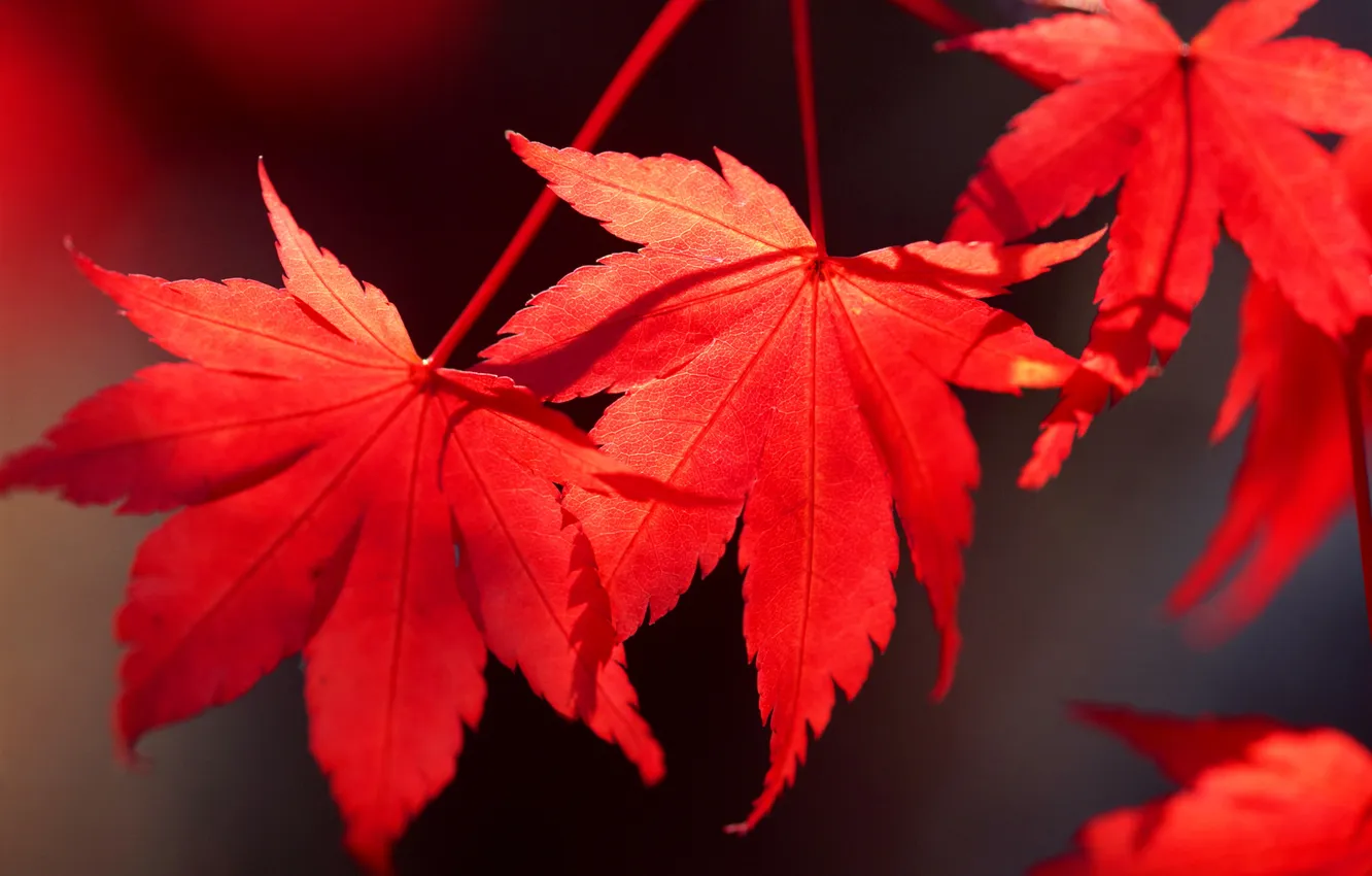 Photo wallpaper autumn, leaves, maple, the crimson