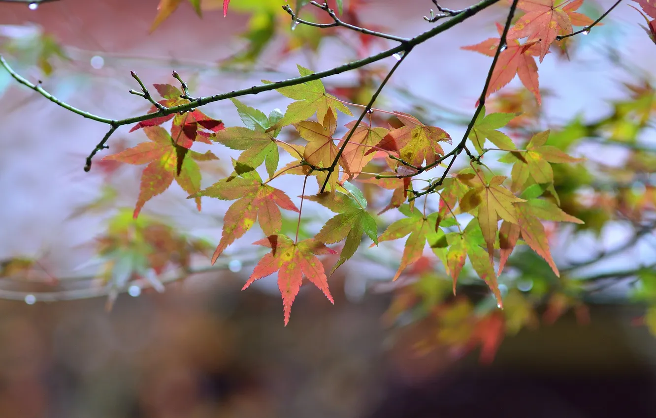 Photo wallpaper autumn, leaves, overcast, branch