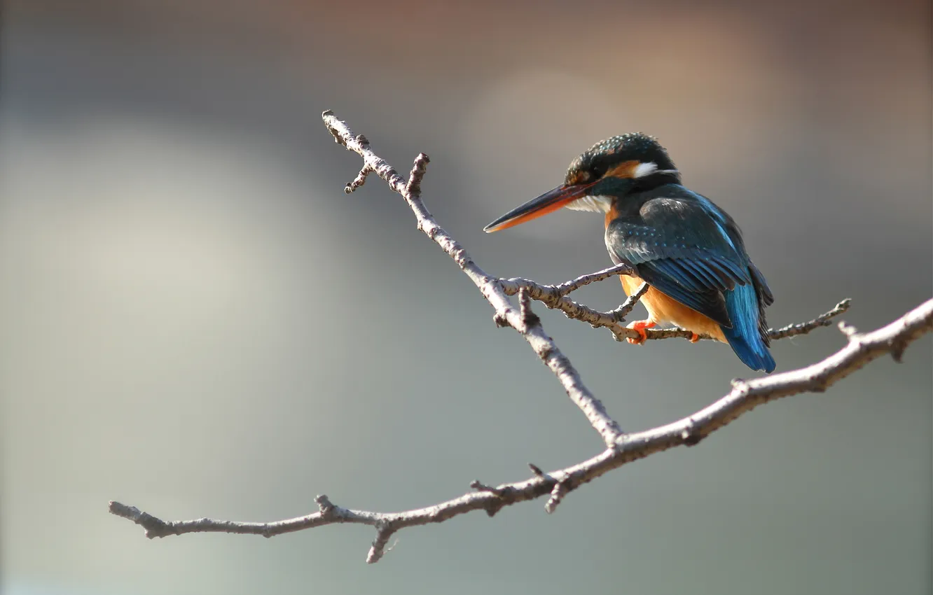 Photo wallpaper branches, bird, color, beak, Kingfisher