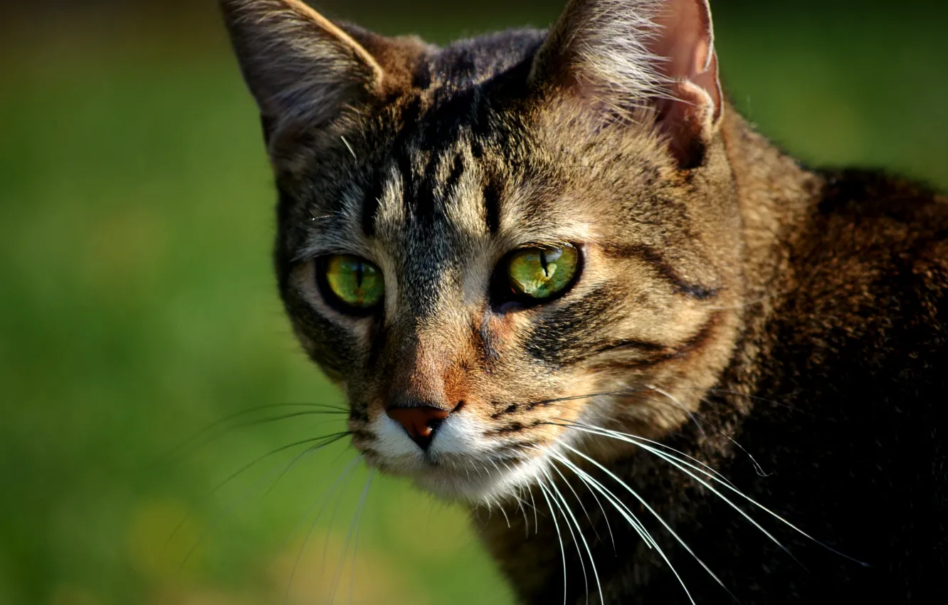 Photo wallpaper cat, cat, bokeh