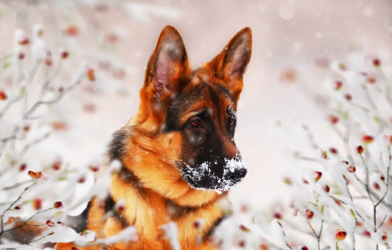 Photo wallpaper winter, look, background, each, German shepherd