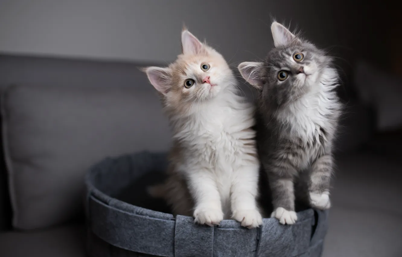 Photo wallpaper cat, look, sofa, pair, kitty, basket, two kittens