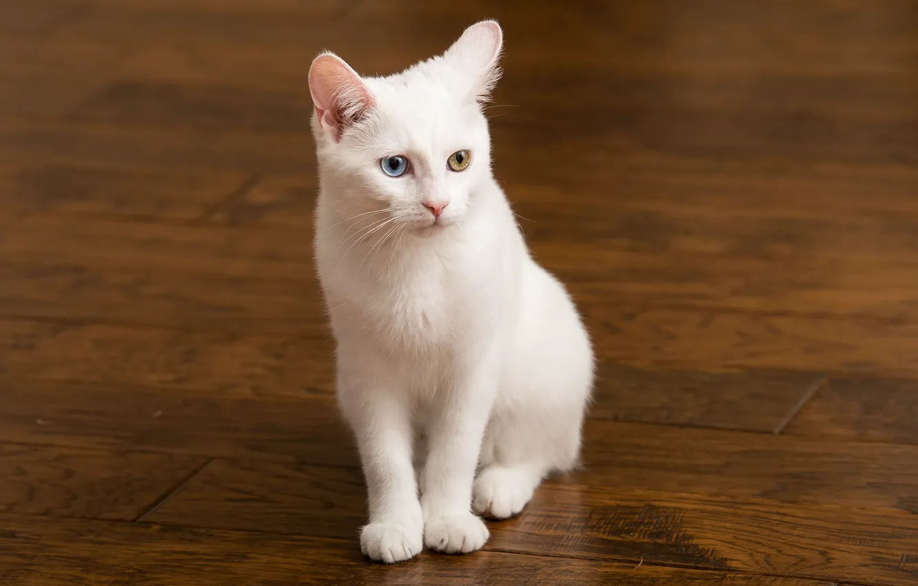 Photo wallpaper white, eyes, cat