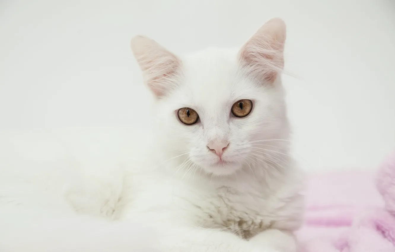 Photo wallpaper cat, eyes, cat, face, background, portrait, towel, light