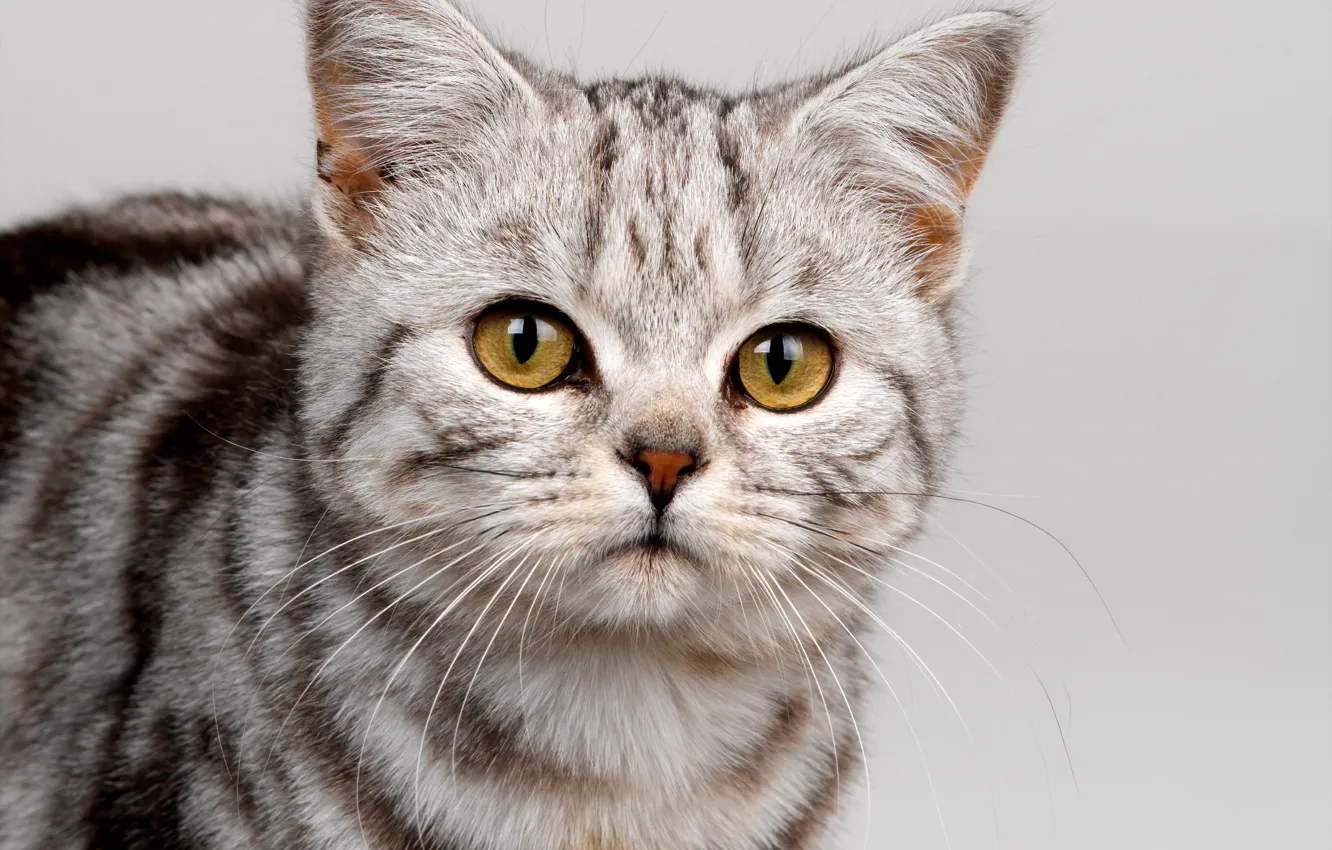 Photo wallpaper cat, eyes, cat, mustache, look, face, strip, grey