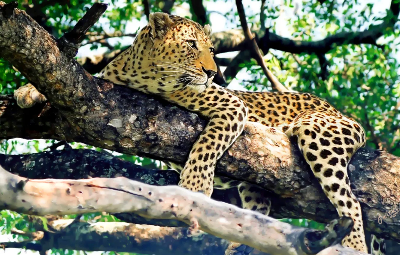 Photo wallpaper look, tree, stay, predator, leopard