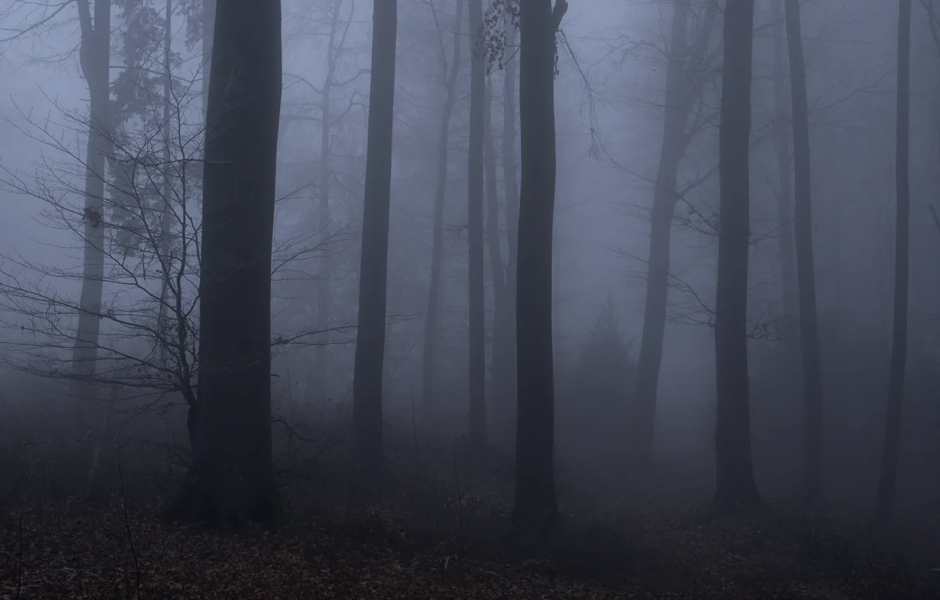 Photo wallpaper forest, trees, night, nature, fog, twilight, Niklas Hamisch