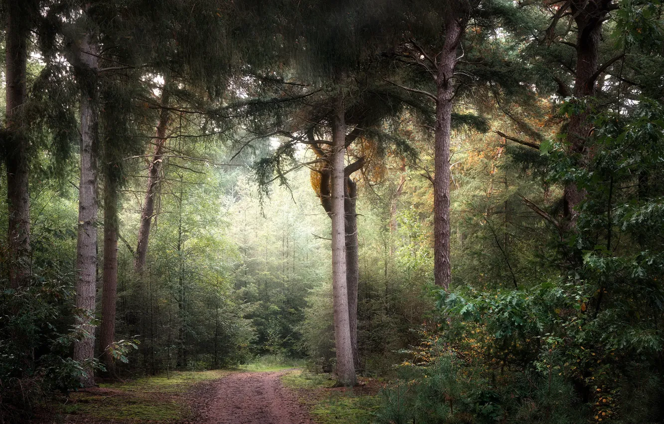 Photo wallpaper road, forest, nature