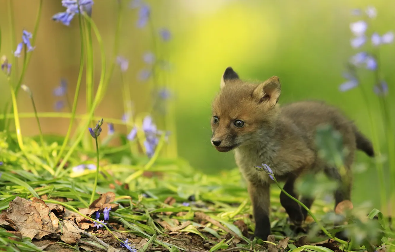 Photo wallpaper look, leaves, flowers, nature, background, small, baby, Fox