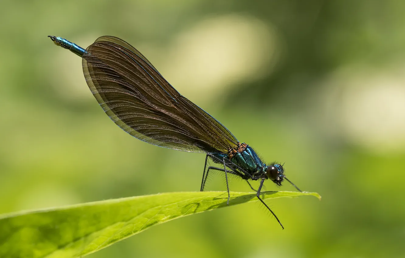 Photo wallpaper macro, dragonfly, a blade of grass