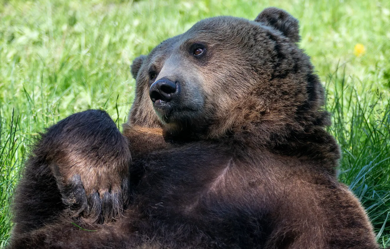 Photo wallpaper grass, look, face, light, pose, glade, paws, bear