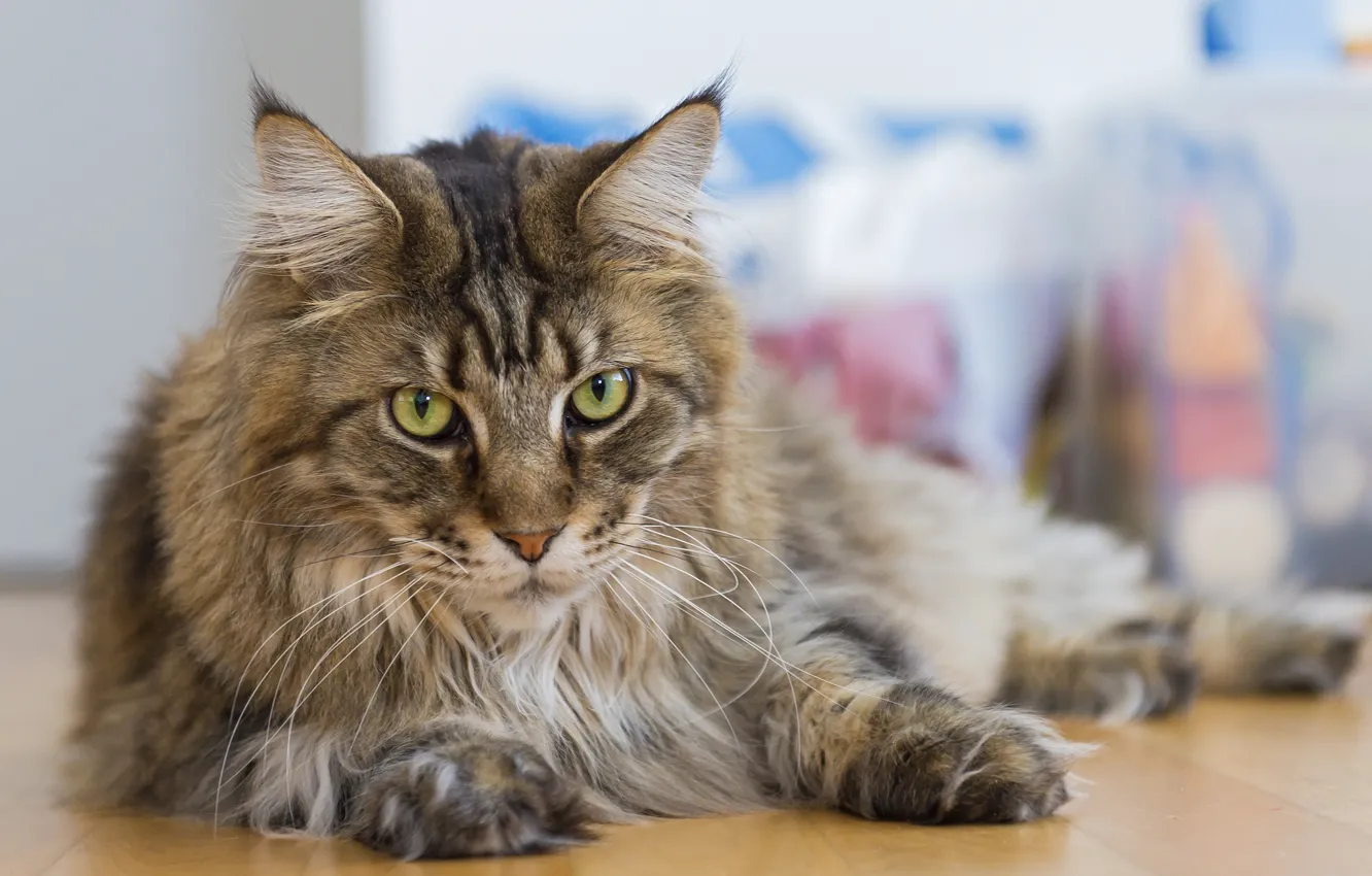 Photo wallpaper cat, cat, look, Maine Coon