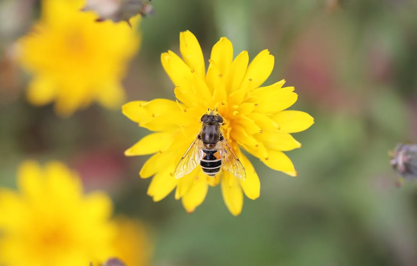 Photo wallpaper flower, fly, background, pollen