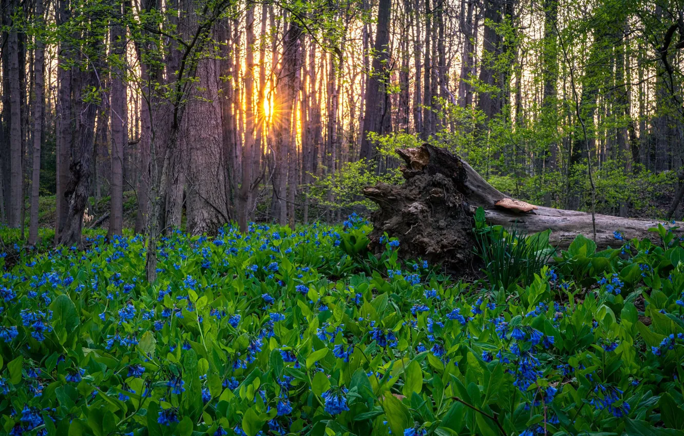 Photo wallpaper flowers, blue, stump, spring