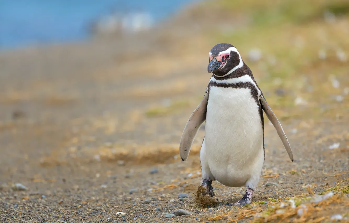 Photo wallpaper shore, penguins, walk