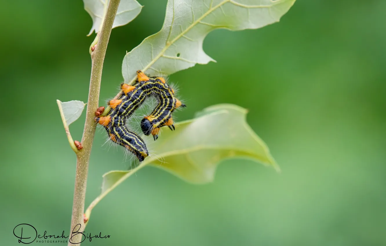 Photo wallpaper caterpillar, nature, Arched