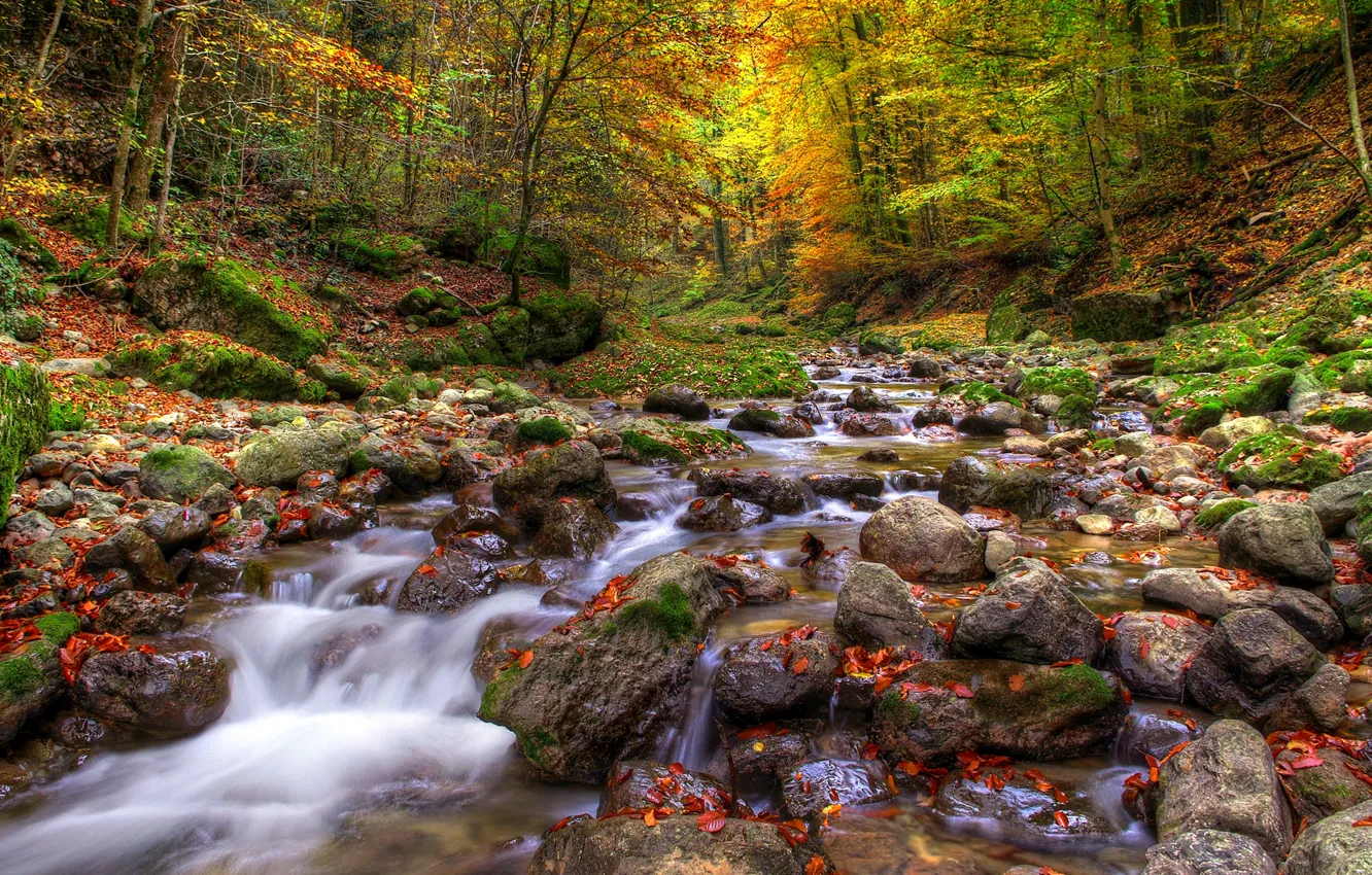 Photo wallpaper autumn, forest, leaves, water, trees, nature, river, stones