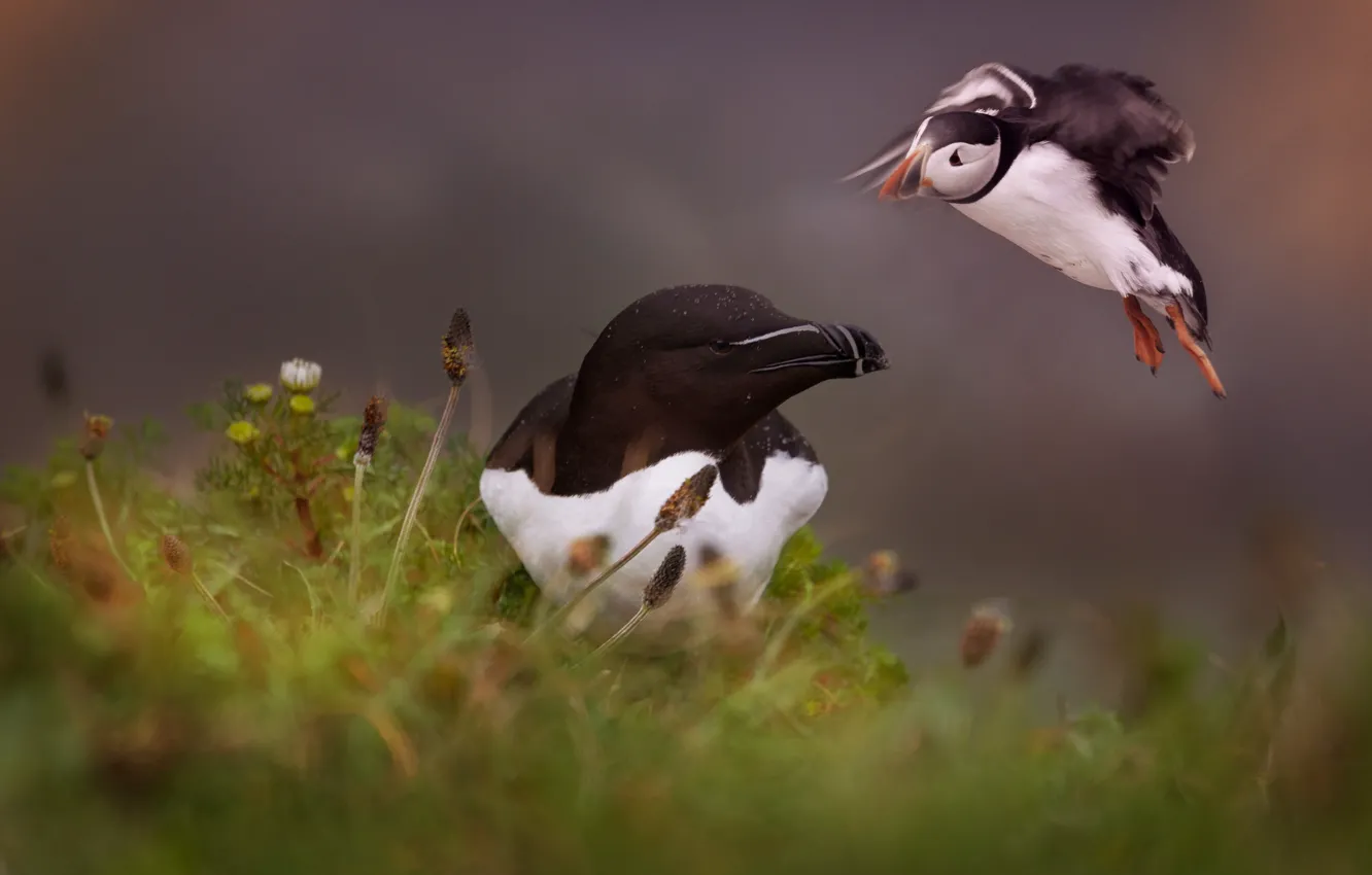 Photo wallpaper bird, two, pair, stalled, a couple, gagarka