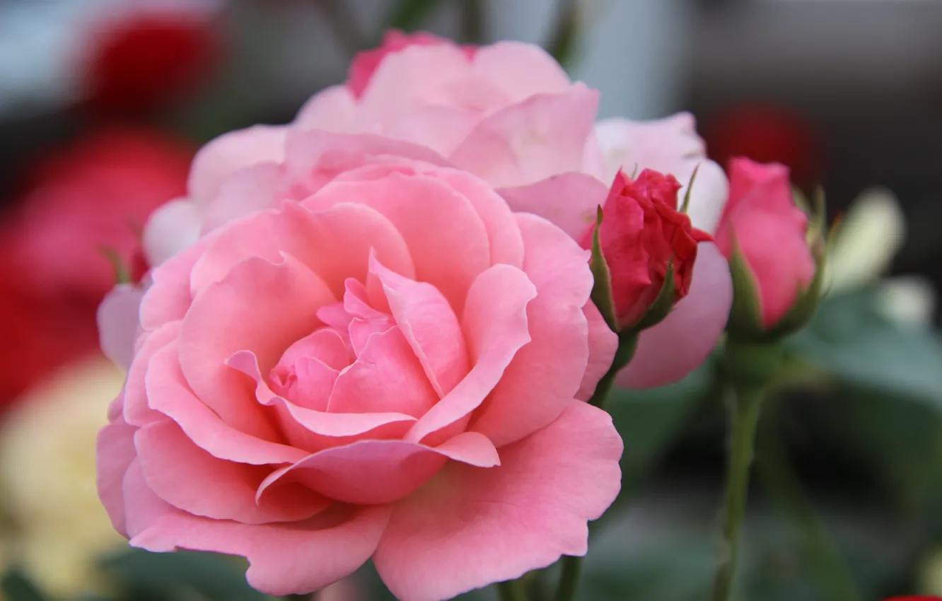 Photo wallpaper flowers, roses, pink