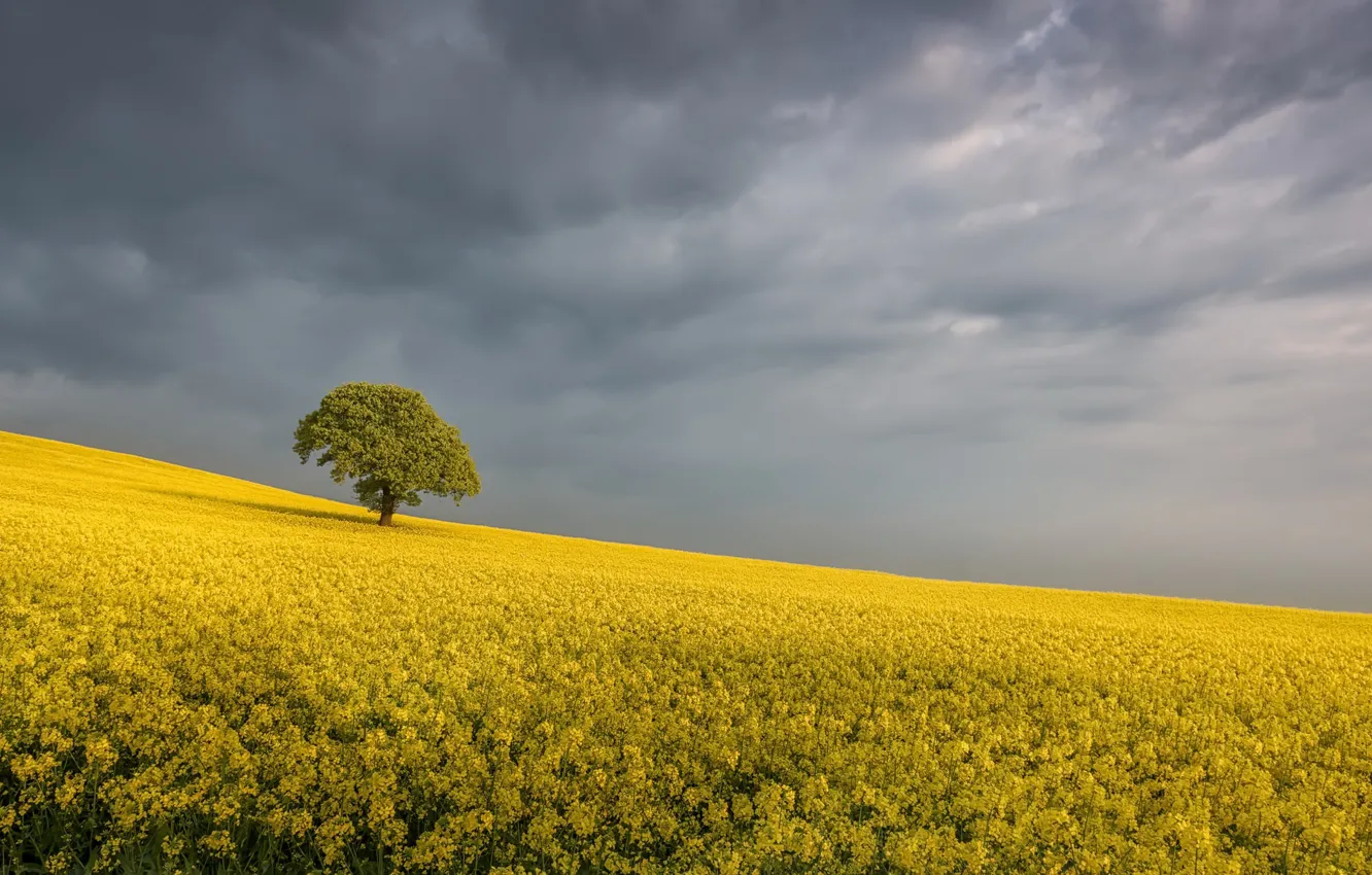 Photo wallpaper summer, trees, Simplicity, rape