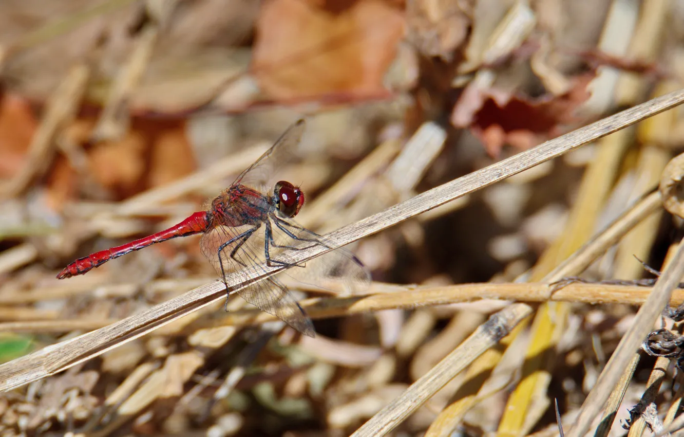 Photo wallpaper macro, dragonfly, sitting on the grass