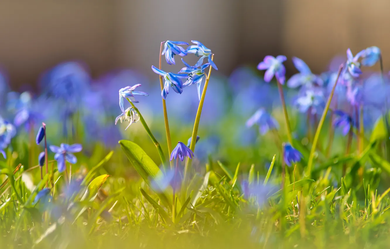 Photo wallpaper flowers, glade, blue